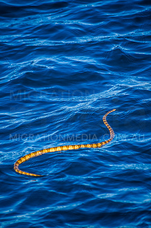 Sea Snake at Swimming Surface