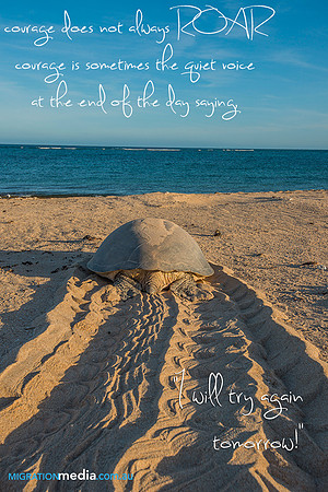 Turtle Mother