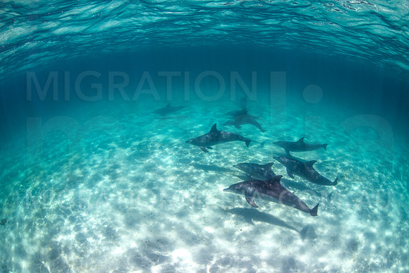 Bottlenose Dolphins Underwater (4)