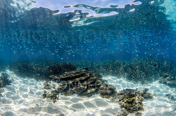 Shallow Reef Scene