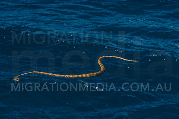 Brown Olive Banded Sea Snake at Surface