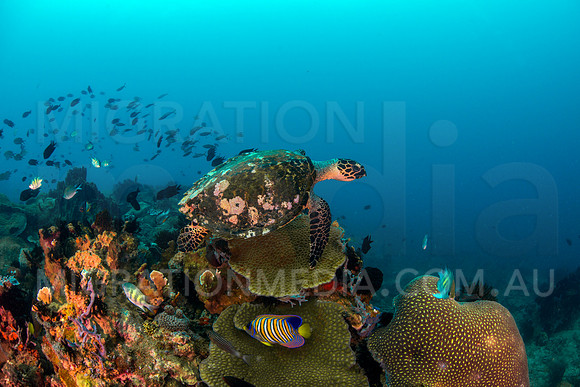 Hawksbill Turtle Swimming to Drop-Off