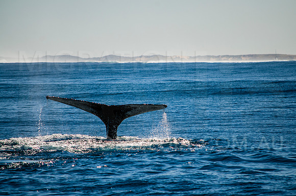 Humpback Whale Tail
