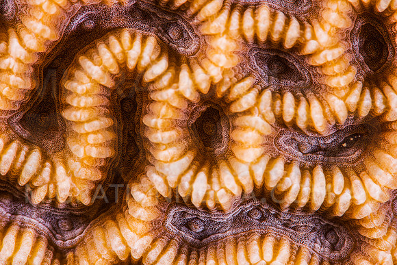 Brain Coral Close-Up