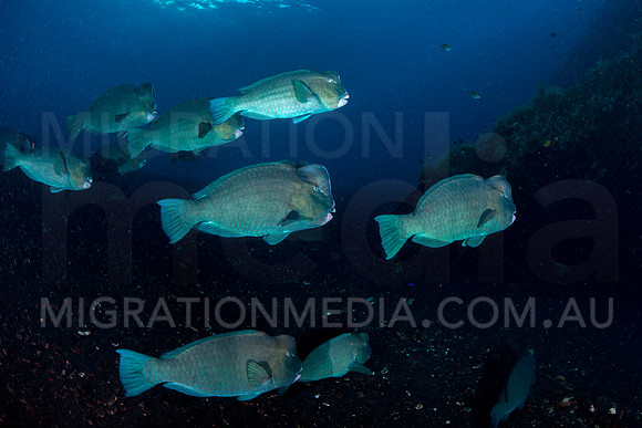 Bumphead Parrotfish