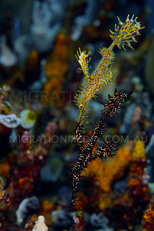 Yellow Red & Black Ornate Ghost Pipefish Together