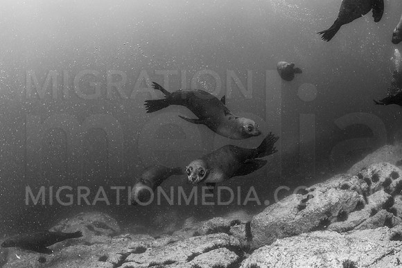 Australian Fur Seals Puppy Eyes B&W