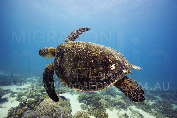 Green Turtle Swimming Off
