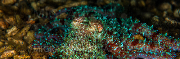 Panoramic Vibrant Octopus