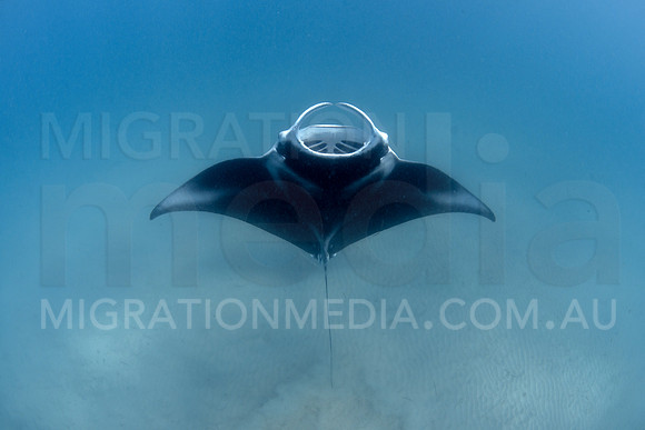Manta Feeding