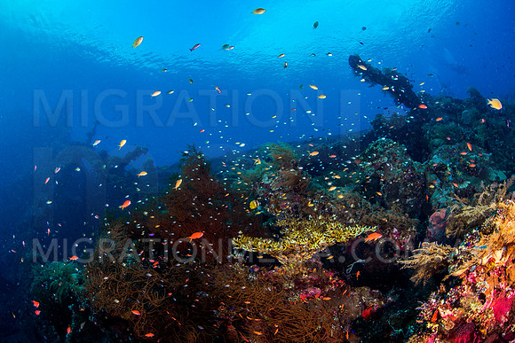 Colourful Shipwreck Scene