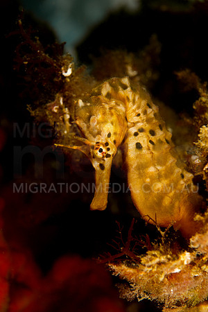 Cute Potbelly Seahorse
